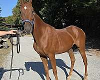 out-on-parole-saddlebred-horse