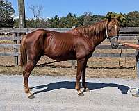 stud-gelding