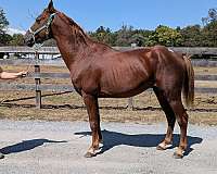 stud-horse