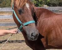 project-horse