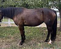athletic-morgan-horse