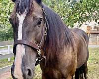 breeding-morgan-horse