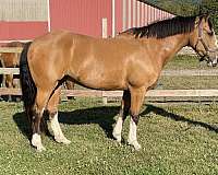 beginner-draft-horse