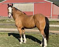 cross-draft-horse