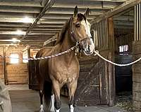 clear-draft-horse