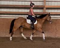 company-draft-horse