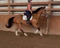 flashy-quiet-draft-horse