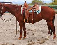 quarter-horse-mare