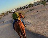 quarter-horse-for-sale