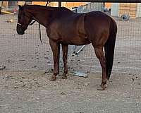 mare