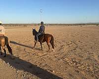 quarter-horse