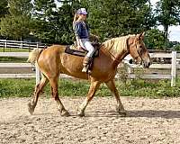 all-around-belgian-horse