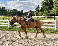 athletic-belgian-horse