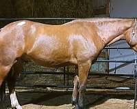 mustang-gelding