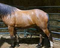 mustang-horse-for-sale