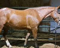 mustang-horse