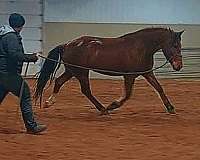 mustang-horse