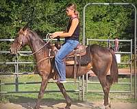advanced-tennessee-walking-horse