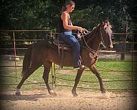 advanced-beginner-tennessee-walking-horse