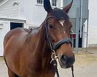 thoroughbred-horse-for-sale