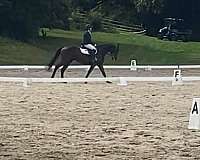 thoroughbred-horse