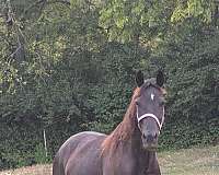 endurance-rocky-mountain-horse