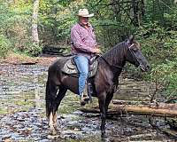 beauty-rocky-mountain-horse
