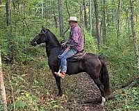 comfortable-rocky-mountain-horse