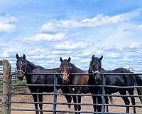 ground-manners-rocky-mountain-horse