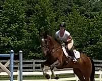 white-on-forehead-horse