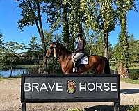 bay-white-on-forehead-horse