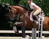 cleveland-bay-dutch-warmblood-horse