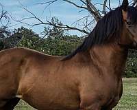 flashy-haflinger-horse