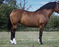 cross-haflinger-horse