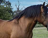husband-safe-haflinger-horse