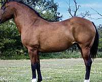 kid-safe-haflinger-horse