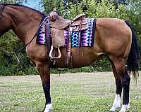 ranch-work-haflinger-horse