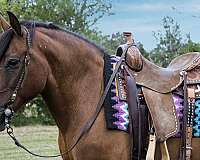 ridden-western-haflinger-horse