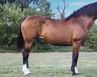 beginner-haflinger-horse
