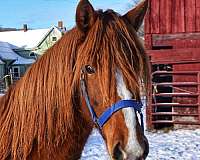 bond-morgan-horse