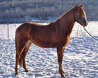 andrews-morgan-horse
