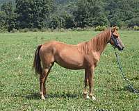 carriage-horse-morgan