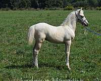 palomino-silver-dapple-horse