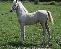 breeding-stallion-morgan-horse