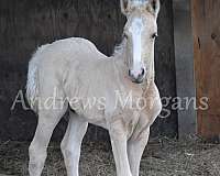 day-morgan-horse