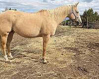 polocrosse-palomino-horse
