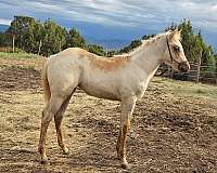 aqha-palomino-mare-foal