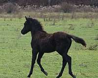 dishy-morgan-horse