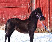 all-around-prospect-morgan-horse