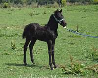bold-morgan-horse